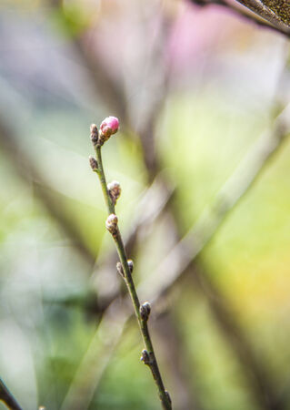 Young Pinky Wild Himalayan Cherry flower on the treeの写真素材