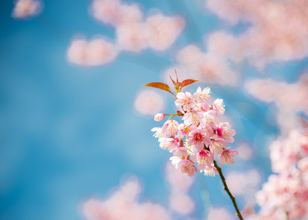 Pinky Wild Himalayan Cherry flower blossom with blue skyの写真素材