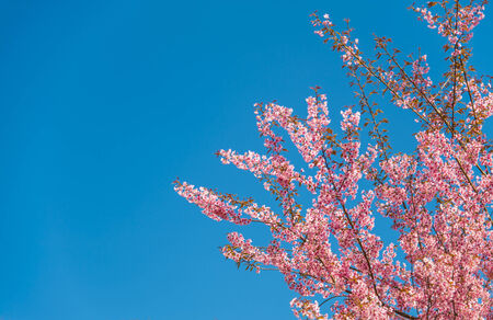 Pinky Wild Himalayan Cherry flower blossom with blue skyの写真素材