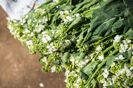 Chinese Cabbage for saleの写真素材