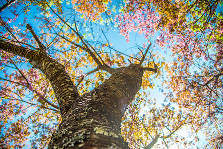 Under branch of pink cherry tree1