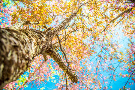 Under branch of pink cherry tree2の写真素材