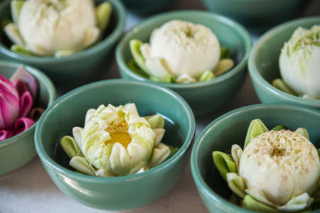 White and pink lotus in the bowlの写真素材