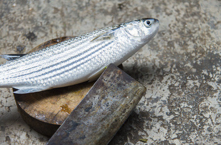Sea mullet fish on chopping block with chopping knife2の写真素材