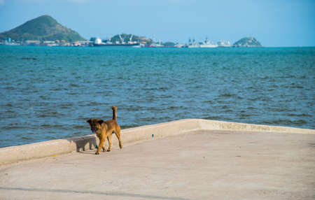 Little dog walk on the harborの写真素材