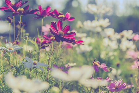 Cosmos flower with  sun light in the morningの写真素材