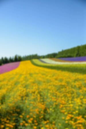 Colorful flower in the row with blue sky in Blur styleの写真素材
