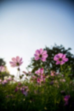 Pink Cosmos flower in the garden in Blur styleの写真素材