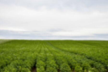 Plenty of potato flower with cloudy sky in Blur styleの写真素材
