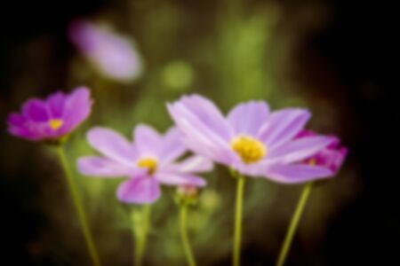 Purple cosmos flowers in the garden in Blur styleの写真素材
