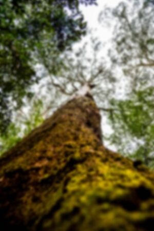 Branches of the tree in Blur styleの写真素材