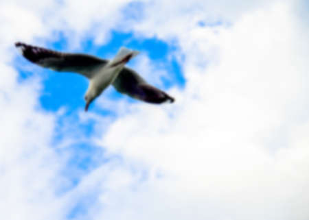 Sea gull fly in Blur styleの写真素材