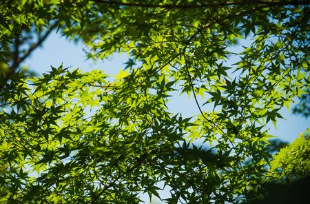 Sunlight with green maple leaf for backgroundの写真素材