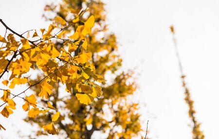 Yellow Ginkgo leaves in Under exposure styleの写真素材