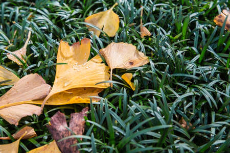 Yellow Ginkgo leaves on green grasses