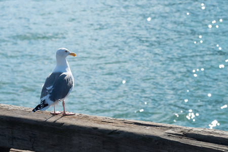 A seagull and water glitter backgroundの写真素材