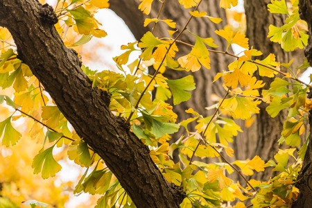 Yellow Ginkgo leaves on the branch of tree in the parkの写真素材