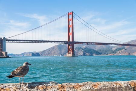 A seagull with Golden gate bridge backgroundの写真素材