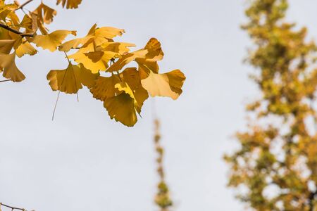 Small yellow leave of Ginkgo on the branch