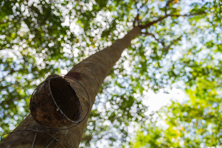 Cup for latex on Rubber trees in the row for rubber tree farm in Thailandの写真素材
