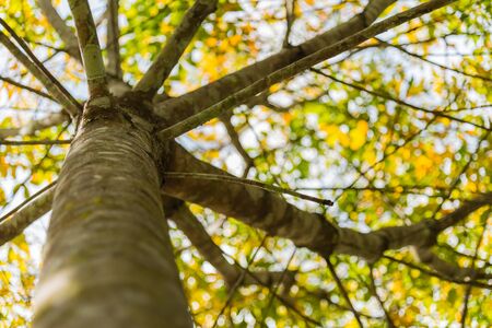 Under branch of rubber treeの写真素材