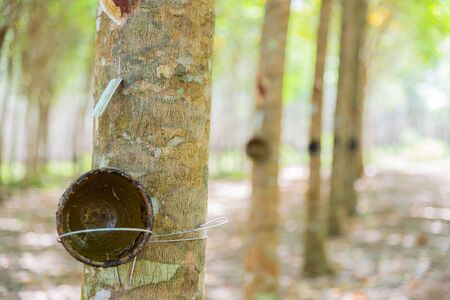Cup for latex on Rubber trees in the row for rubber tree farm in Thailandの写真素材
