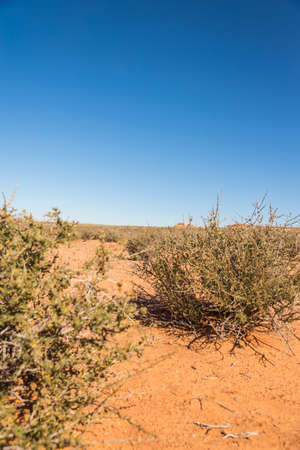 Lanscape scene of meadow in desertの写真素材