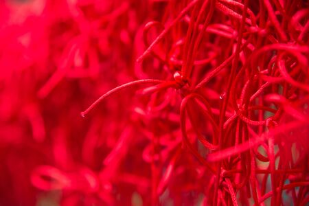Knot of red rope for lovely couple wish in Temple with selective focusの写真素材
