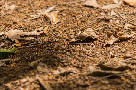 Falled dry leaf on soil floorの写真素材