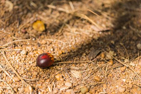 Close up of fresh oil palm fruit on floor with selective focusの写真素材