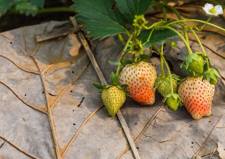 Fresh strawberry bush on dried leave with the morning light and selective focusの写真素材