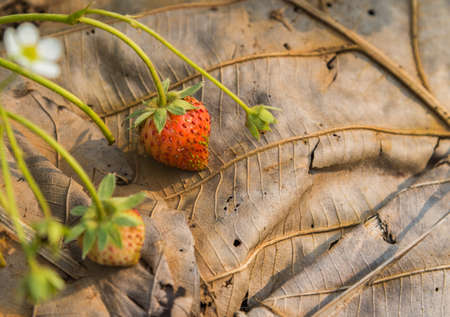 Fresh strawberry bush on dried leave with the morning light and selective focusの写真素材