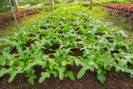 Row of Fresh salad leave Chicory in the Organic farm with soft focusの写真素材
