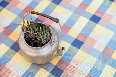 Howorthia fasciata cactus in the kettle with selective focus