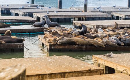 Many Sea lions sunbathe on pier 39 in San Francisco USAの写真素材