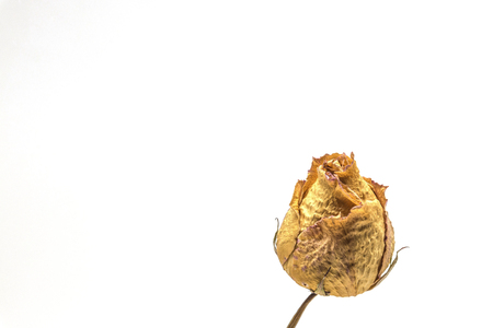 Dried rose flower isolated with white backgroundの写真素材