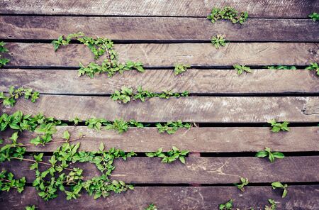 Wooden floor with green vine in the top view for background designの写真素材