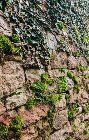 Old brick wall with Vine plant and mossの写真素材
