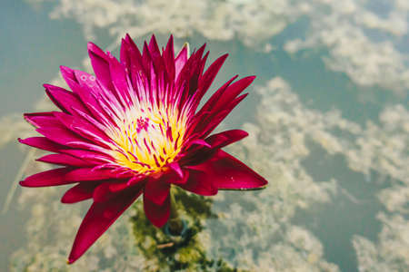 Beautiful red purple lotus water lilyの写真素材
