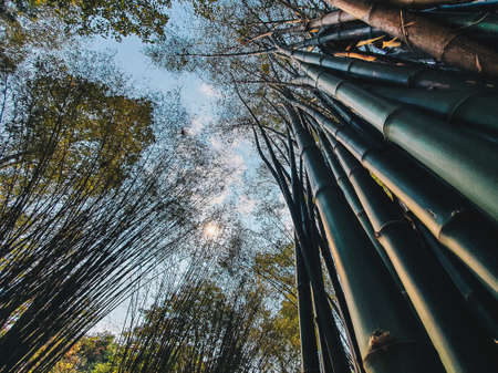 Ant view angle under green bamboo forest for concept designの写真素材
