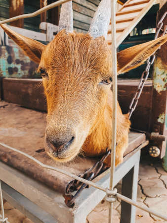 Brown smiling goat with the steel fence in the organic farmの写真素材