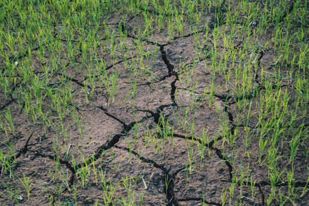 Selective focus on Green baby young rice plant in the field with dry soil in agriculture concept