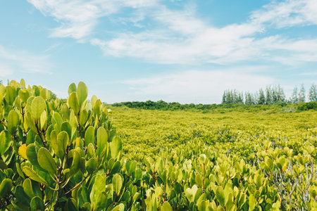 Beautiful green mangrove forest tree in countryside with fresh environment for eco travel tropical asia coastの写真素材