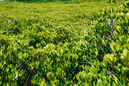 Beautiful green mangrove forest tree in countryside with fresh environment for eco travel tropical asia coastの写真素材