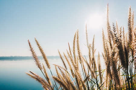 Beautiful dry feather wheat grass with sunshine for nature outdoor in relax season background concept ideaの写真素材