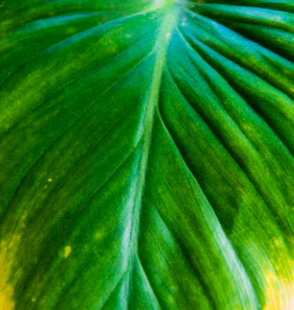 Close up fresh green Homalomena rubescens leaf heart shape texture for nature background concept ideaの写真素材