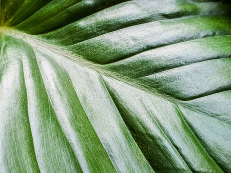 Close up fresh green Homalomena rubescens leaf heart shape texture for nature background concept...