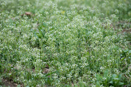 Wildflower in garden. Flower field in the spring wind. Green grass in the wind.の写真素材
