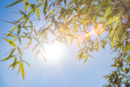 Sunshine, Bamboo leaves, Skyの写真素材