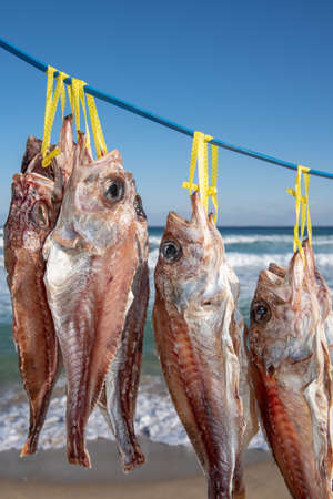 fish drying in the sea wind on the beach.の写真素材
